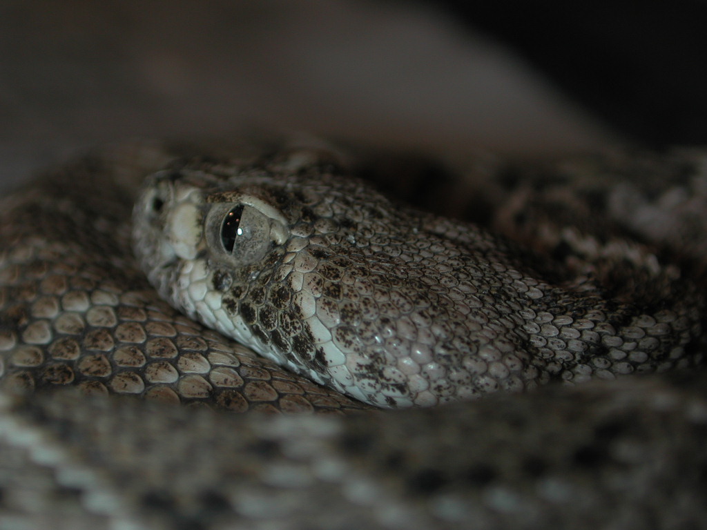 Crotalus atrox