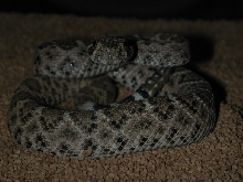 Crotalus atrox