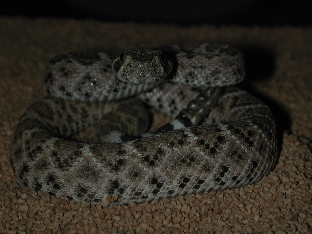 Crotalus atrox