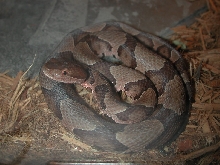 Agkistrodon contortrix