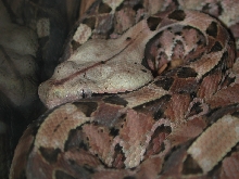 Gaboon Viper