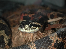 Local Snake