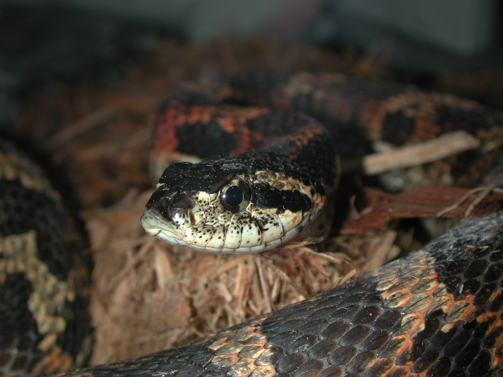 Local Snake