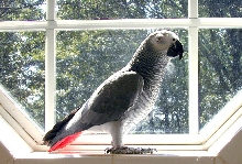 Sparky in Window