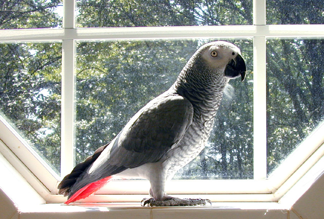 Sparky in Window