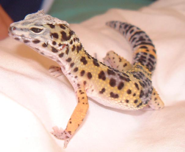 leo