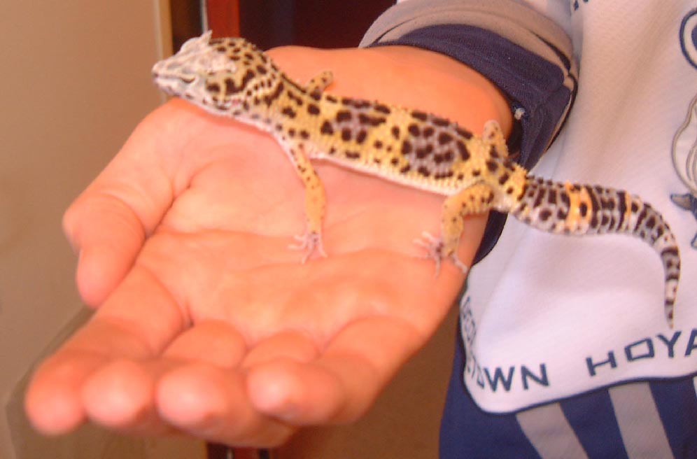 leopard gex