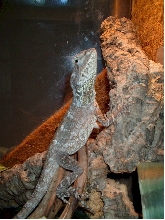 ray5