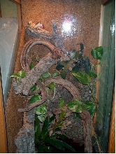viv