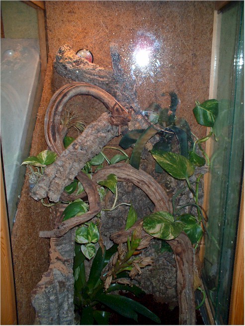 viv