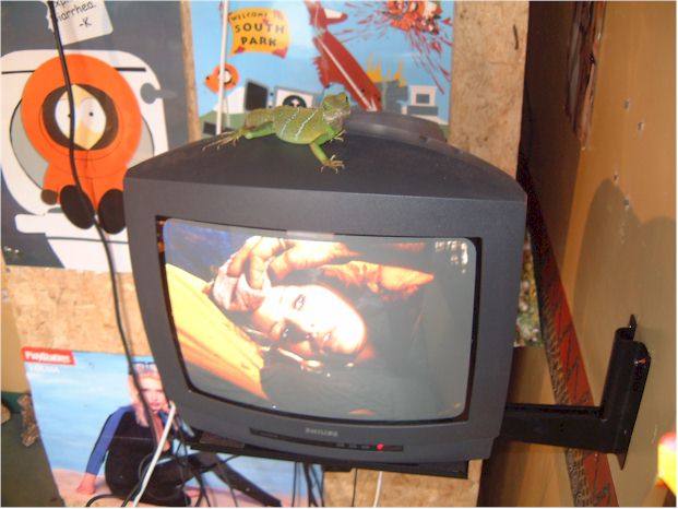 tv