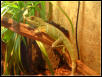 water dragon