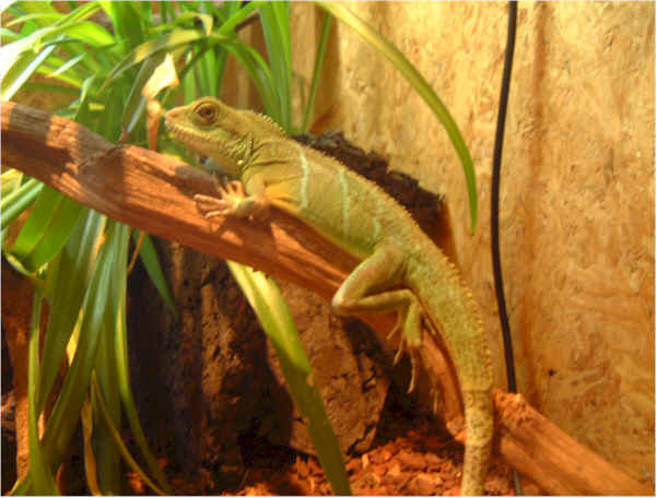 water dragon