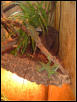 water dragon