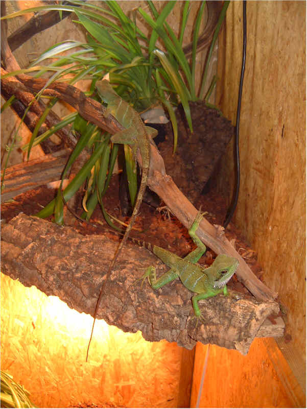 water dragon