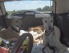 On our way back from 3 G's outing