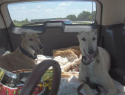 On our way back from 3 G's outing