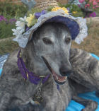 The Beautiful Miss Lucy