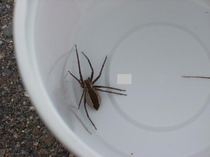 Unidentified Spider