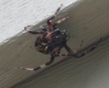 Quiz: What kind of spider is this?