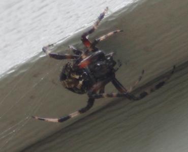 Quiz: What kind of spider is this?