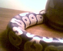 nice coloring on my snake