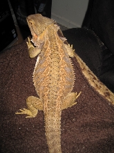 fat 1