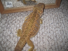 fat 2