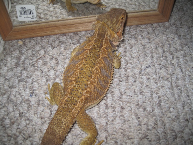 fat 2