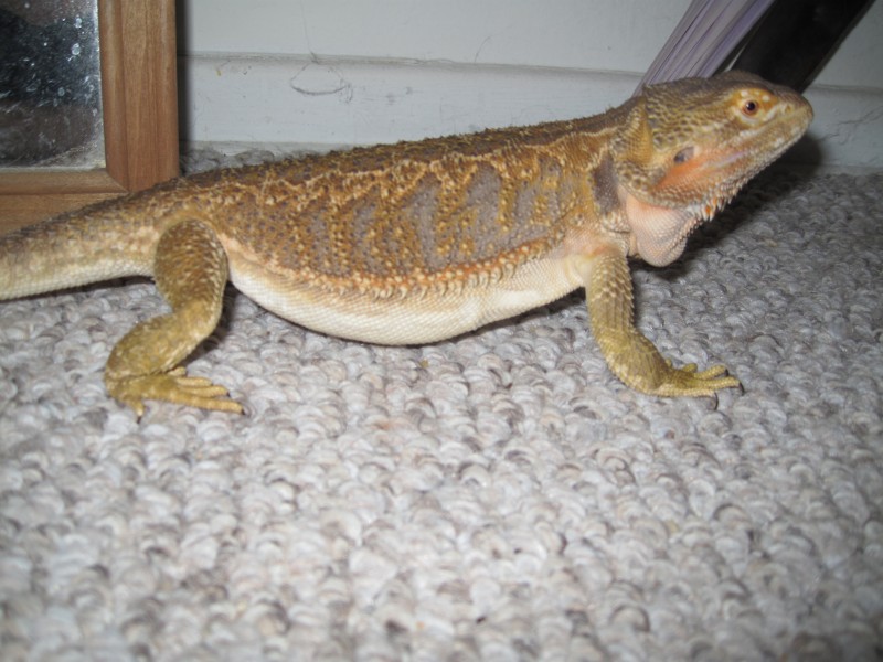 fat 3