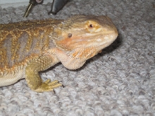fat 4