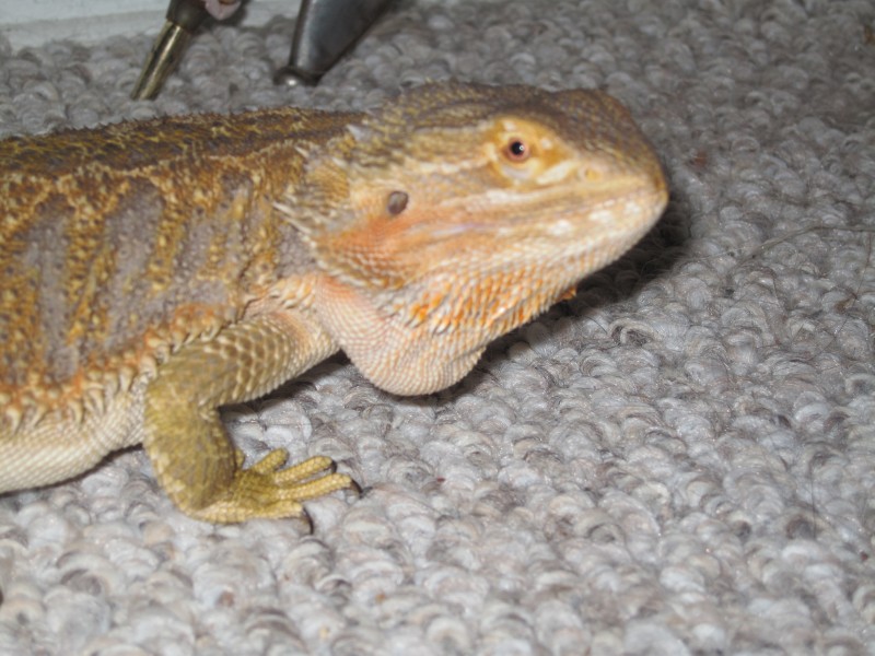 fat 4