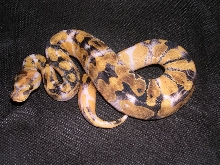albino paradox