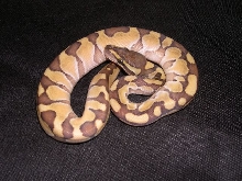 enchi-butter