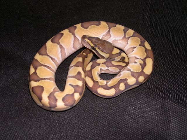 enchi-butter