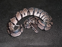 axanthic