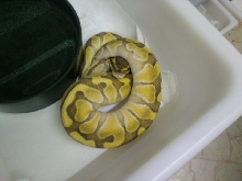 enchi-butter