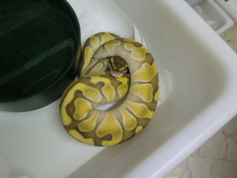 enchi-butter