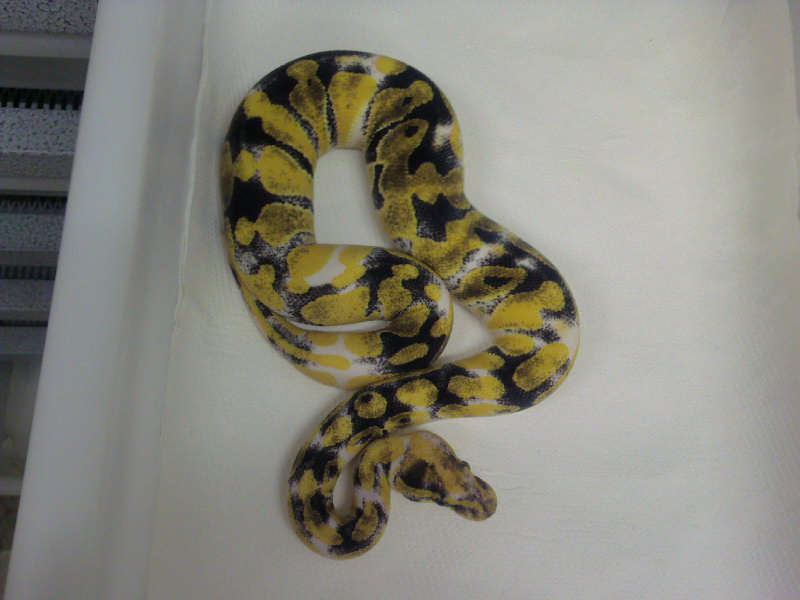 albino paradox