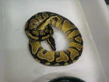 enchi-yellow belly