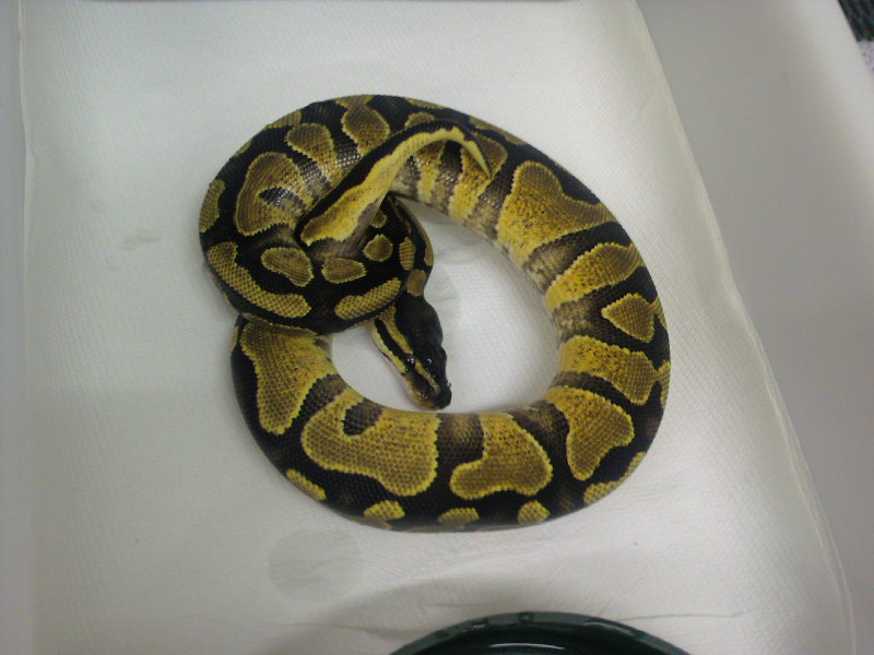 enchi-yellow belly