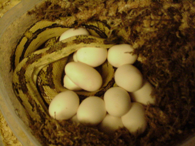1st 2011 suboc clutch 14 eggs