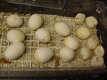 17 egg suboc clutch