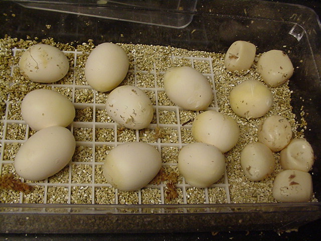 17 egg suboc clutch