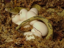 2011 suboc clutch #10, 14 eggs