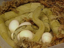 2011 suboc clutch #11