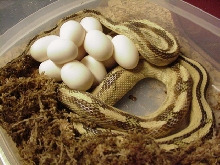 2011 suboc clutch #7 Black Gap Locality, 12 eggs