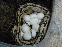 trans-pecos ratsnake with 2009 clutch of 11