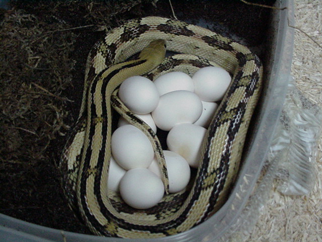 trans-pecos ratsnake with 2009 clutch of 11
