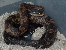 wild caught orange BLACK  RATSNAKE